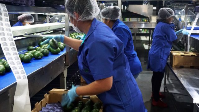 Estados Unidos autoriza importación de aguacate de Jalisco