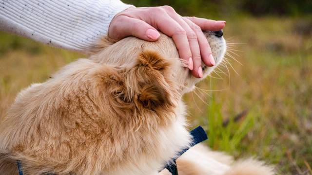 PRI propone hasta 10 años de cárcel para quien abandone mascotas en la calle