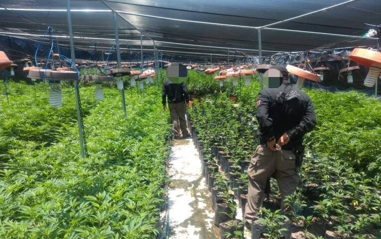 Desmantelan militares y FGR un invernadero de marihuana en Zapopan.